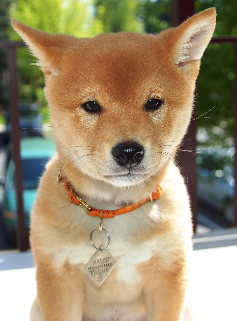 こちらを見つめる犬