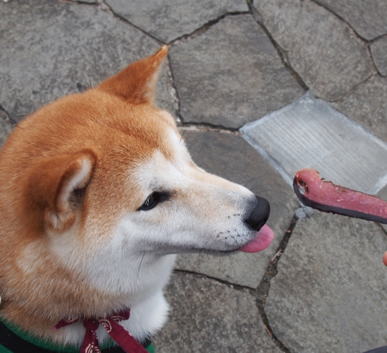 おやつを貰う柴犬