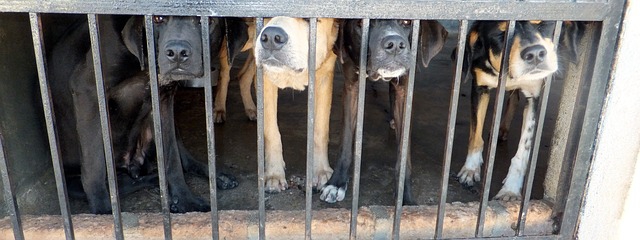 飼育放棄された犬たち