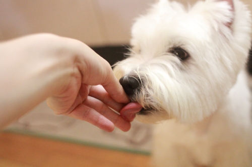 犬に応える飼い主