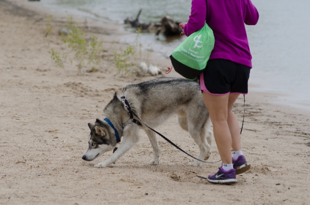 散歩中の犬