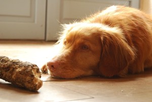 食欲のない犬