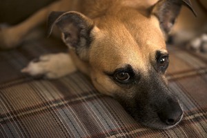 辛そうな犬