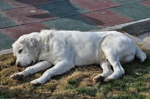 眠る犬