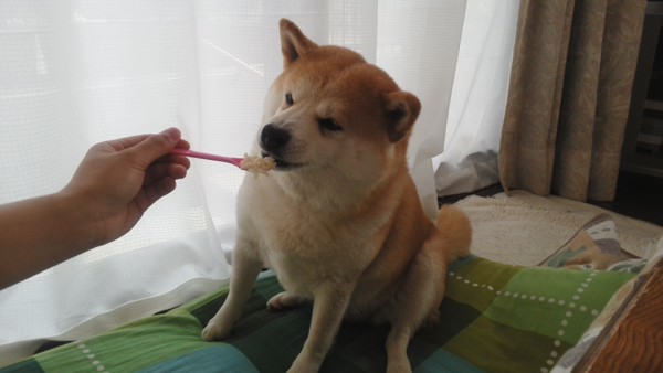 おいしく食べる犬