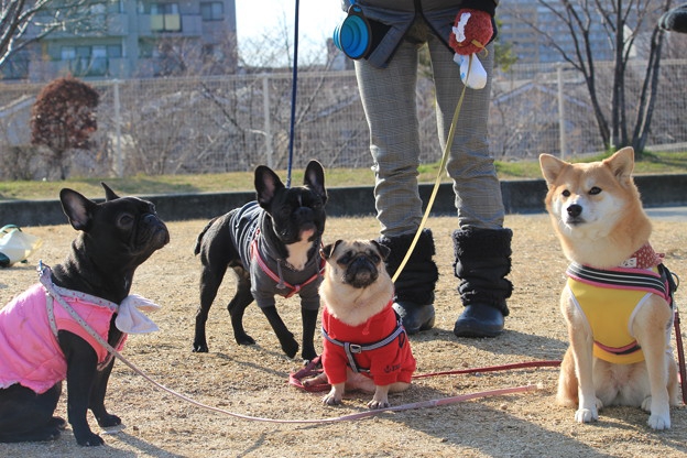 フレンチブルとパグと柴犬の写真