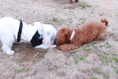 遊ぶ子犬達