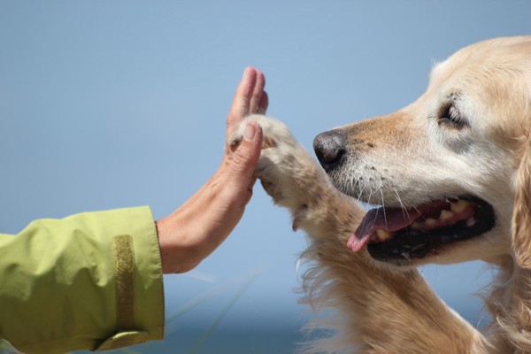 手を合わせる人と犬