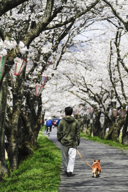 桜並木　歩く人と犬