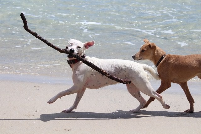 海岸で遊ぶ犬