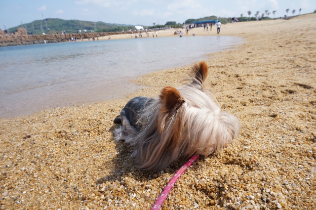 海で遊ぶヨーキー