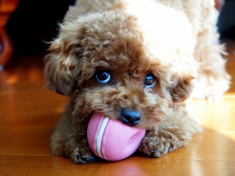 子犬の甘咬み