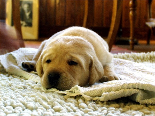 家で寛ぐ犬