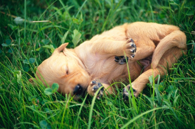 犬と草むら