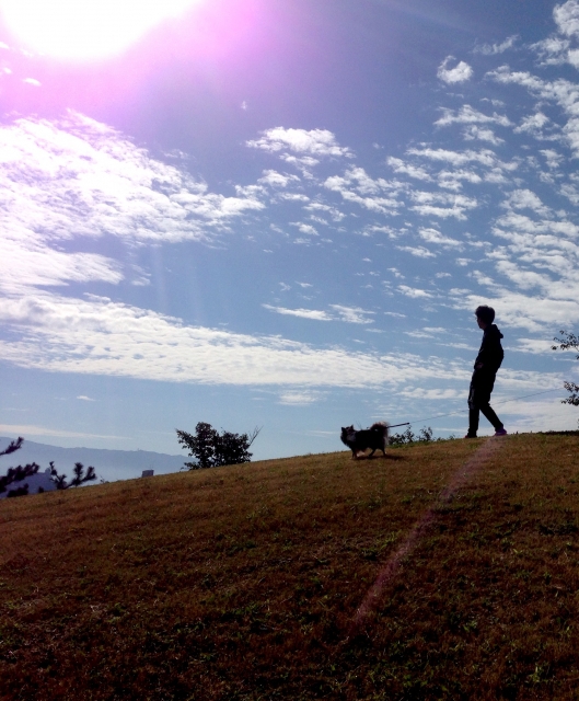 犬と散歩