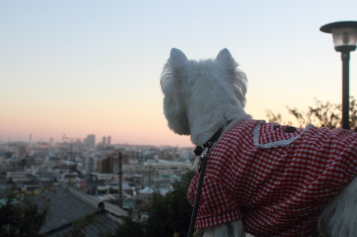 犬と夕焼け