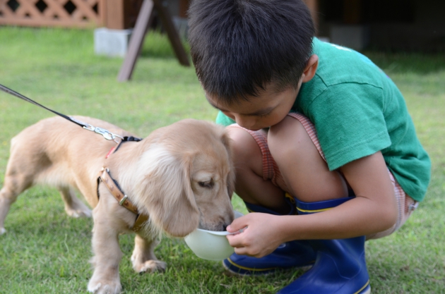 子犬とこども