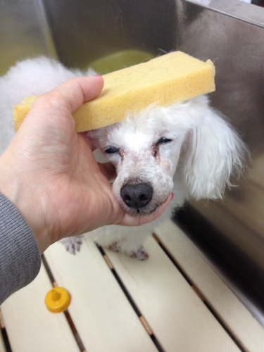 食器用スポンジで犬を洗う