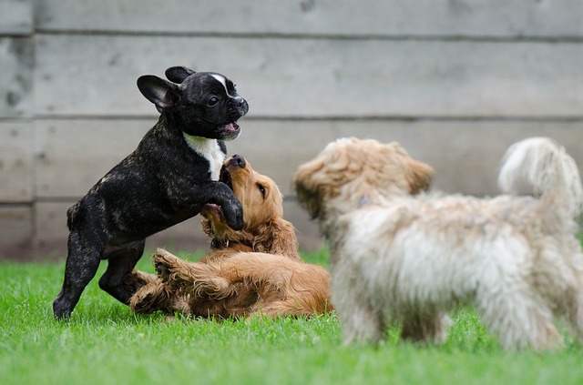 遊ぶ犬