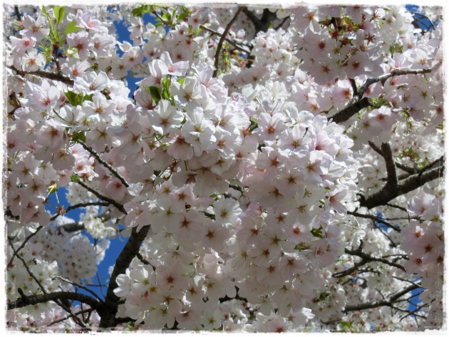 上野で花見