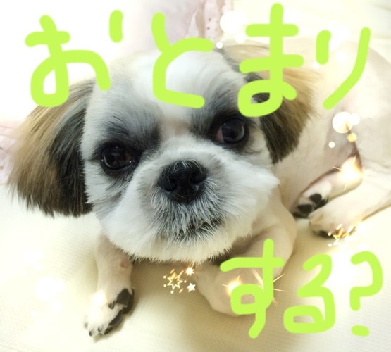 愛犬とお泊りする？