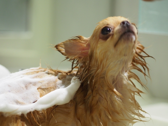 シャンプーする犬