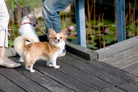 愛犬とのお散歩