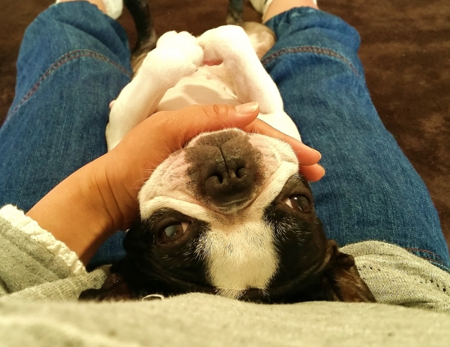 飼い主と犬とのスキンシップ