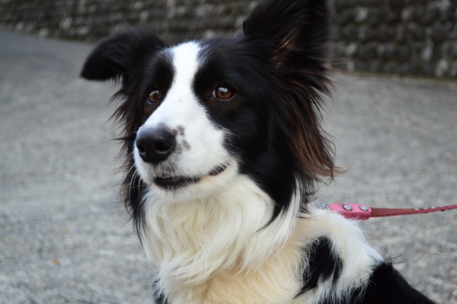 横向きの犬