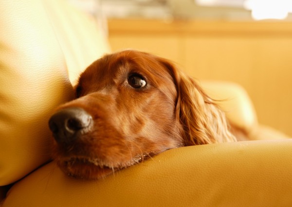 ソファーでくつろぐの大型犬