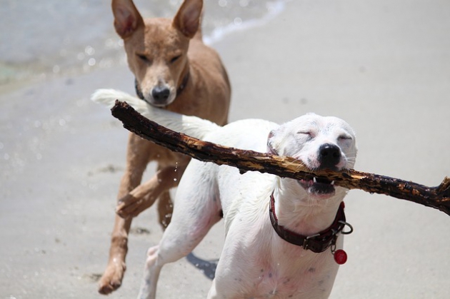 犬の歯