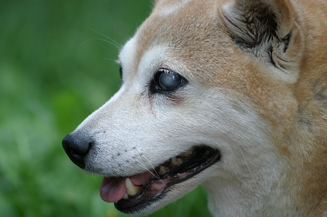 犬の目