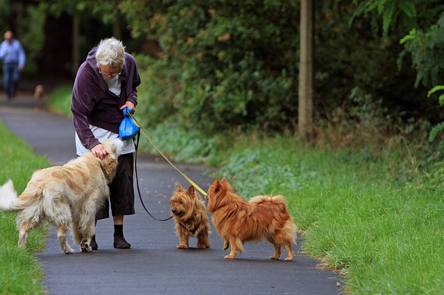 お散歩中の犬達