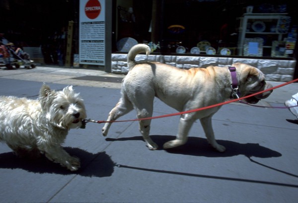 散歩する2匹の犬