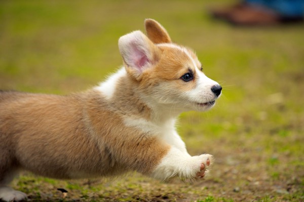 走るコーギーの子犬