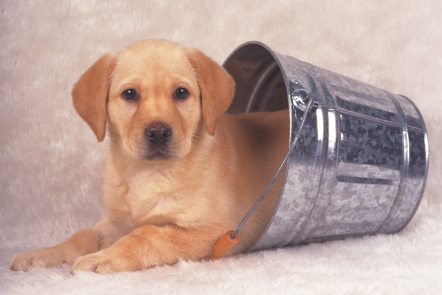 お尻を隠す犬