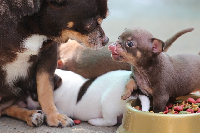 ご飯更に足を入れる子犬