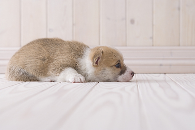 免疫の弱い犬