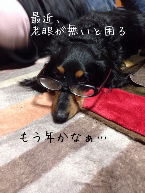 癌に侵された犬