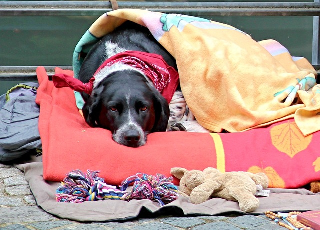 病気の犬