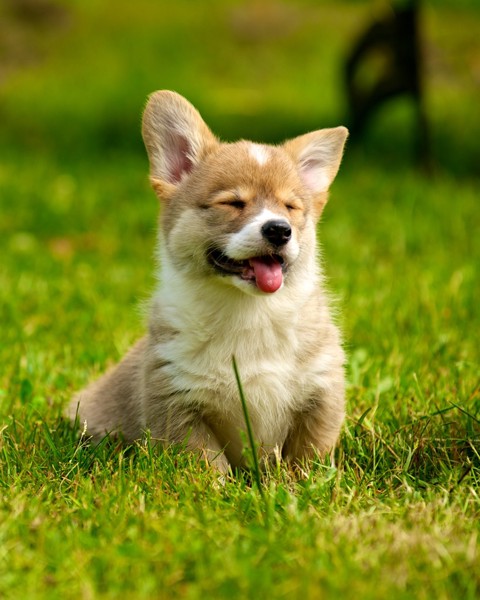 草むらの子犬