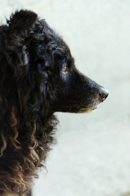 犬の横顔