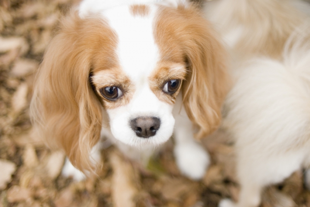 垂れ耳の犬