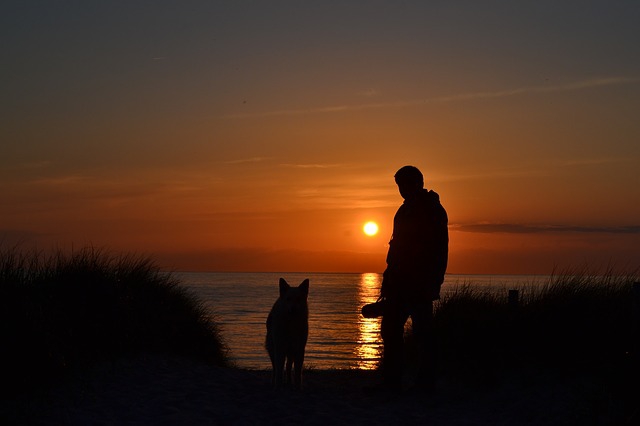 夕日と犬