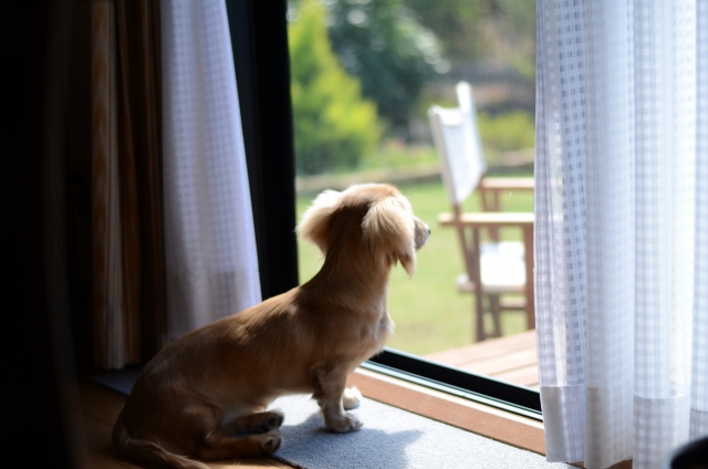 窓を見る犬。外に出たいけど散歩に行けないイメージ