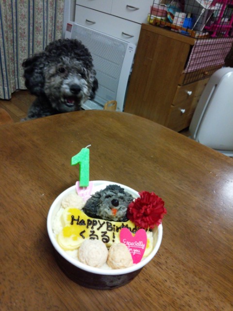 ぶれていない犬とケーキ