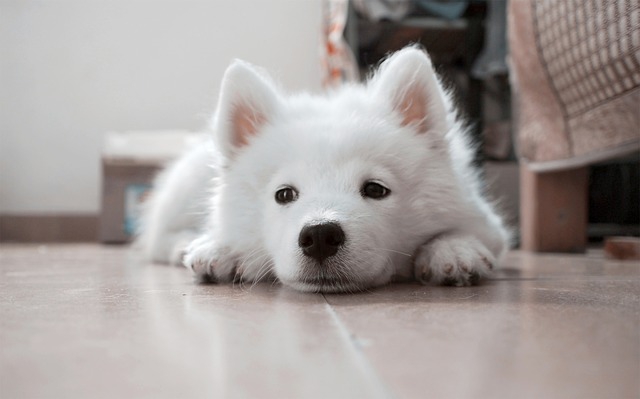 つまらなそうにしている子犬