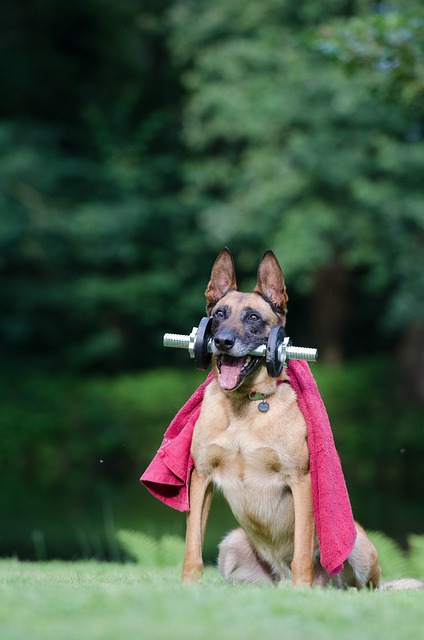 個性的な格好の犬