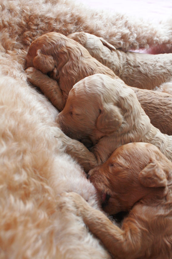 母乳を飲んでいる子犬たち