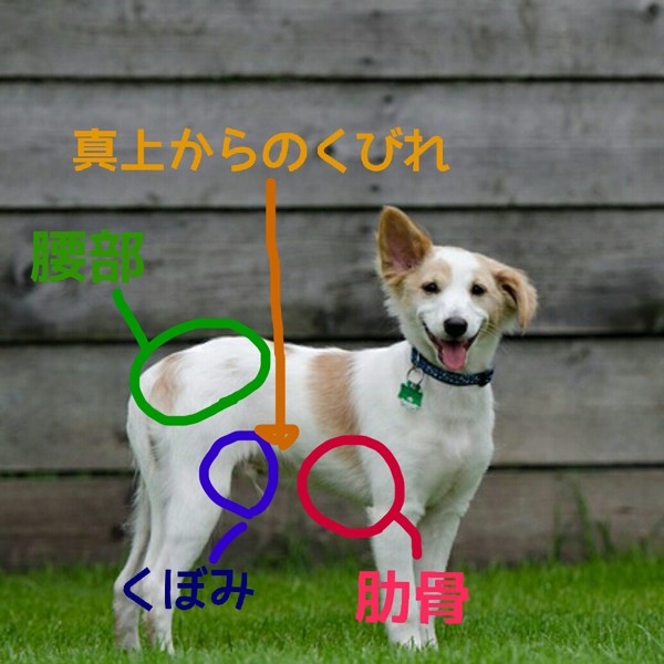 犬の体の部位